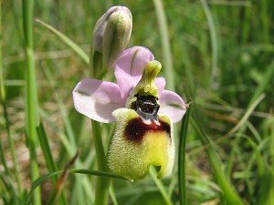 26ophrys_tenthredinifera_aprilia