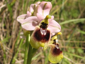 27ophrys_tenthredinifera_neglecta