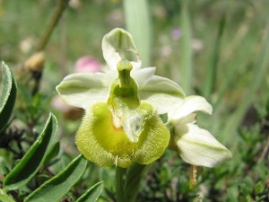 28ophrys_tenthredinifera_neglecta_monochrom