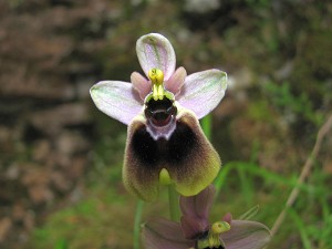 29ophrys_tenthredinifera_normanii