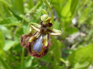 30ophrys_speculum