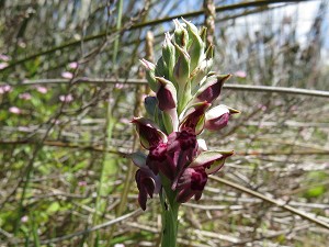 31orchis_coriophora