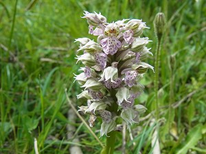 32orchis_lactea