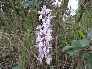 Orchis mascula ichnusae