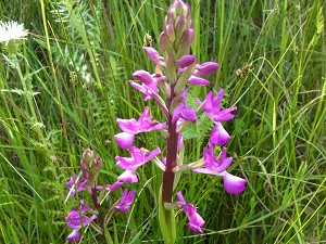34orchis_laxiflora