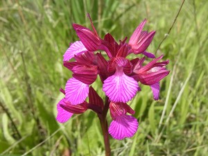 Orchis papilionacea grandiflora