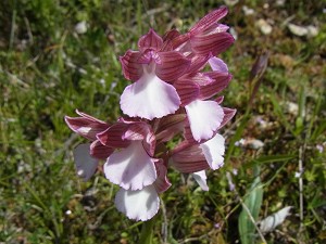 Orchis papilionacea