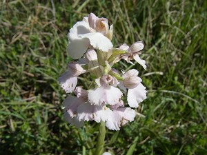 Orchis papilionacea in weiss
