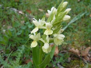 39orchis_insularum