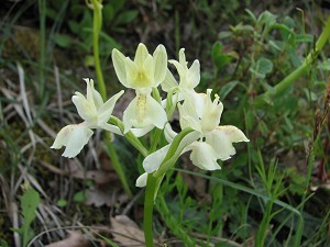 40orchis_provincialis