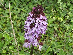 41orchis_purpurea