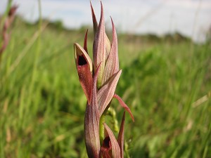 45serapias_parviflora