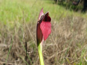 Hybrid Serapias lingua x parviflora