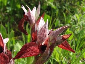 Hybrid Serapias lingua x cordigera