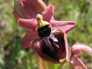 Hybrid Ophrys tenthredinifera x incubacea