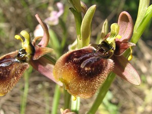 Hybrid Ophrys tenthredinifera x speculum