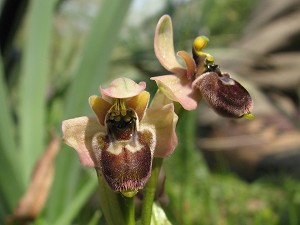 Hybrid Ophrys tenthredinifera x bombiliflora