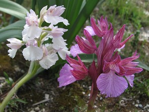 Hybrid Orchis papilionacea x longicornu