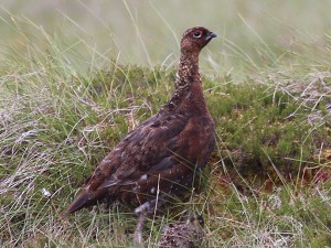 17schottmoorschneehuhn-m.jpg