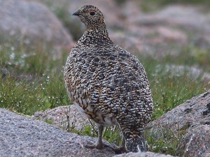 Alpenschneehuhn, Weibchen