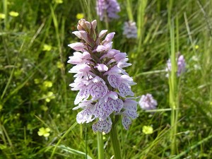 Dactylorhiza maculata ssp ericetorum