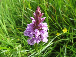 dactylorhiza_maculata_ssp_ericetorum