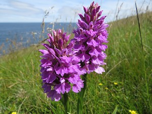 Dactylorhiza pupurella.jpg