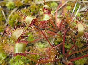 Drosera-longifolia-sonnentau.jpg