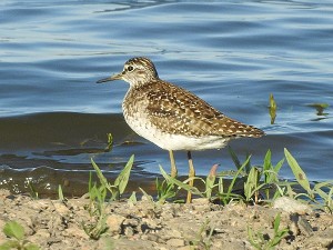 Bruchwasserlaeufer