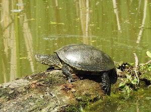 32schildkroete