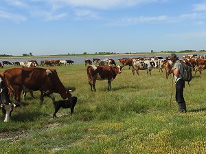 In der Steppe