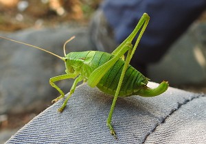 Gewöhnliche Plumpschrecke, Isophya kraussii