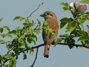 Neuntöter-Weibchen