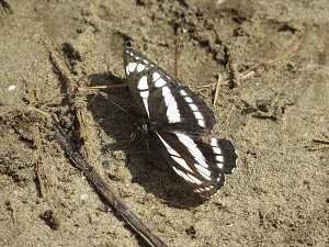 Schwarzbrauner Trauerfalter