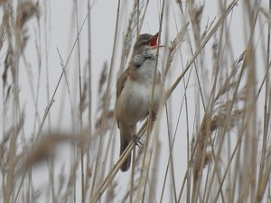 Drosselrohrsänger