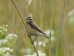 Braunkehlchen