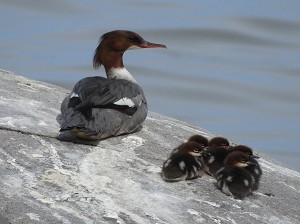 Gänsesäger