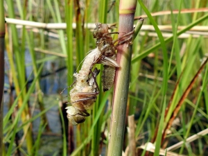 Libelle beim Schlüpfen