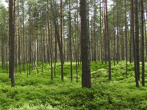 Heidelbeerwald