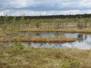 Im Kemeri-Moor