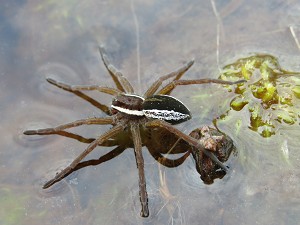 Gerandete Jagdspinne