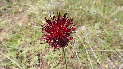 Centaurea immanuelis-loewii