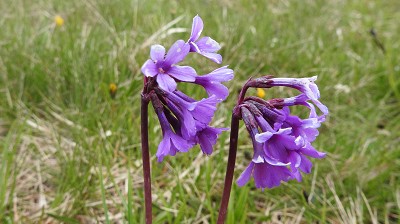 Primula_deorum