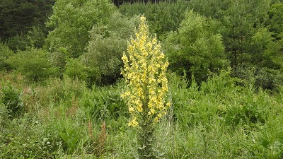 Verbascum_pannosum