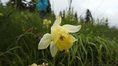 Aquilegia_aurea