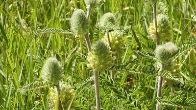 Astragalus_alopecurus