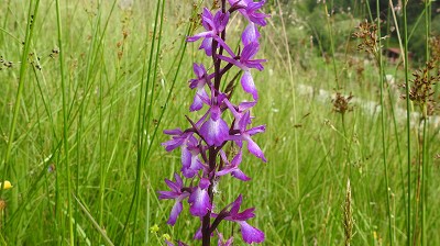 Orchis_laxiflora