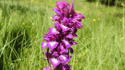 Dactylorhiza_cordigera