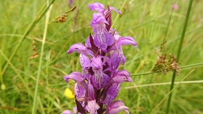 Dactylorhiza_cordigera-x-baumanniana