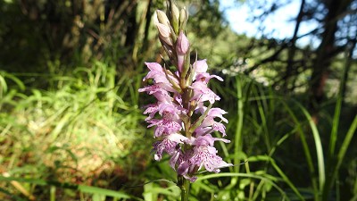 Dactylorhiza_saccifera